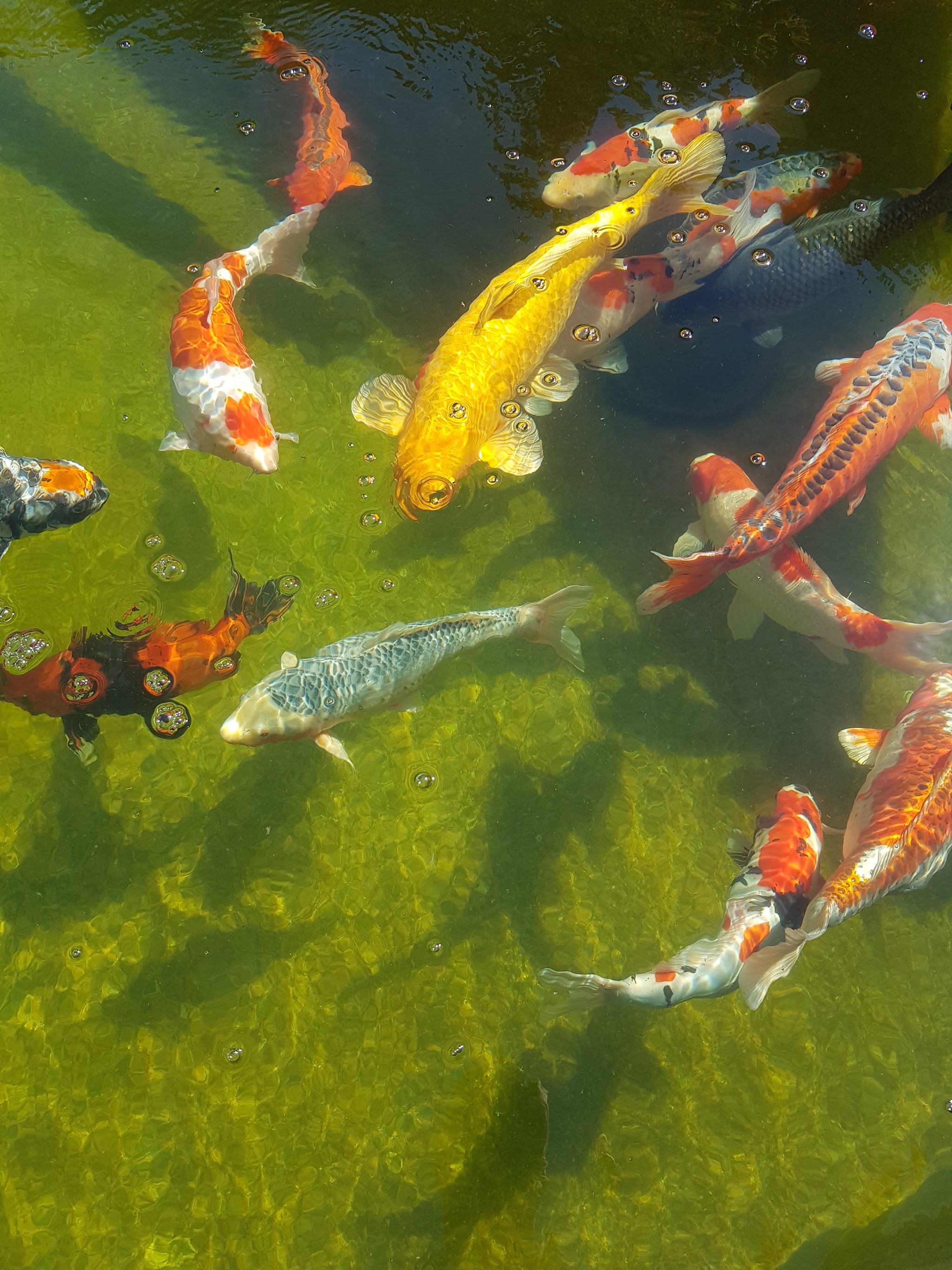Koi in einem klaren, grünen Teich