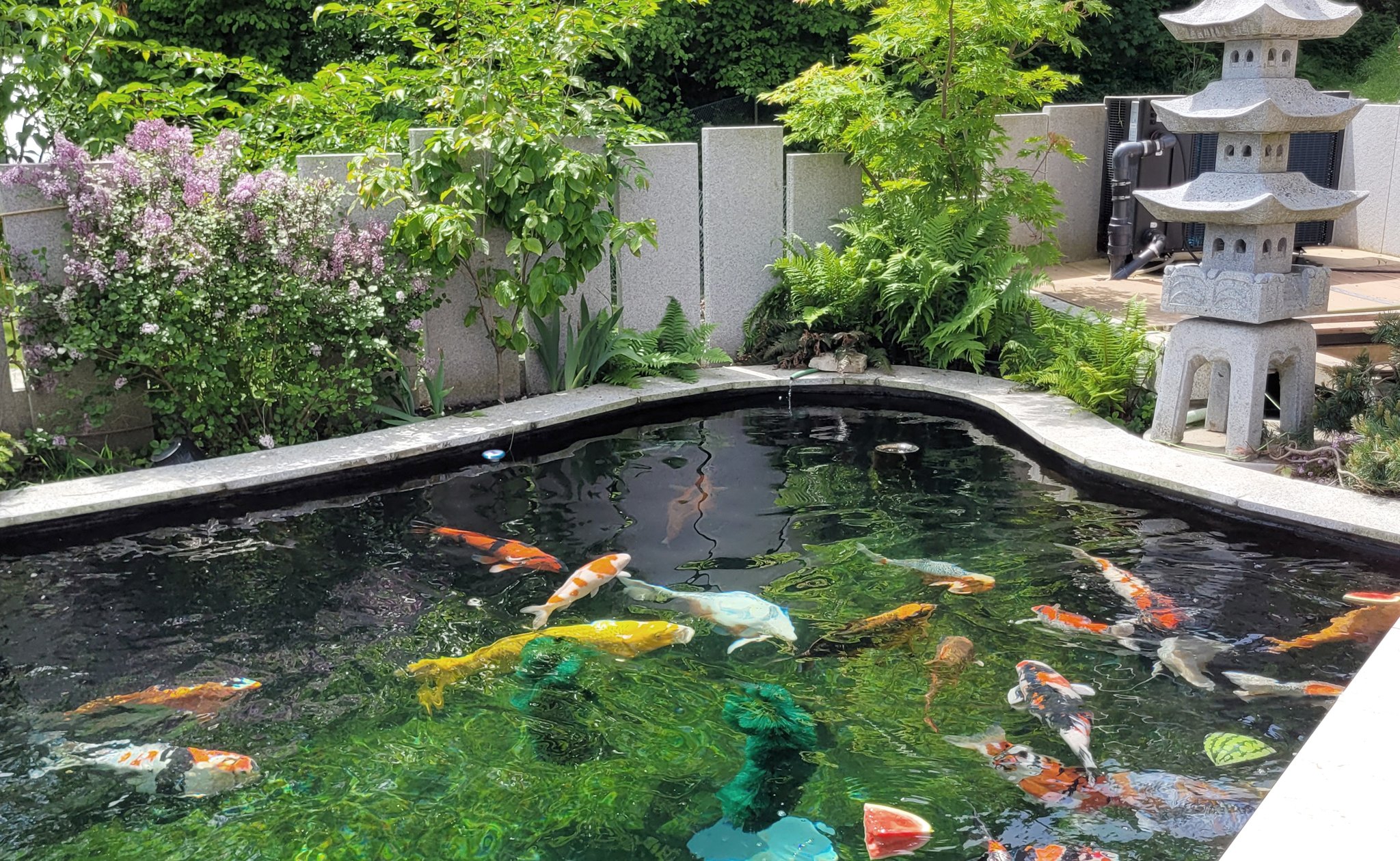 Koi Teich mit Pagodenlaterne und Granitwand