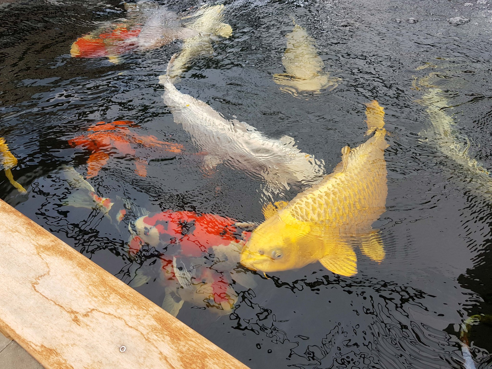 Koi in der Nahaufnahme