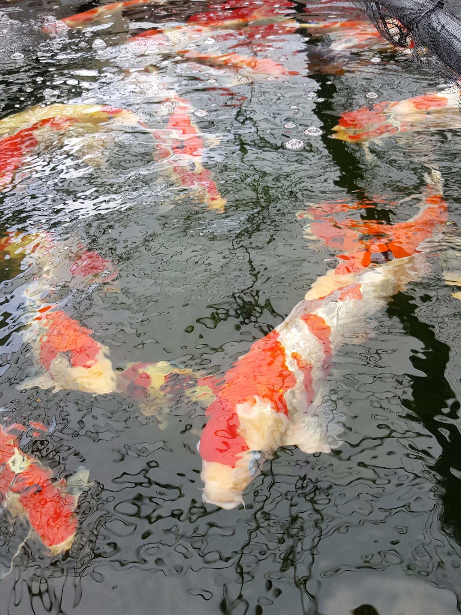 Koi im Wasser, Hochformat